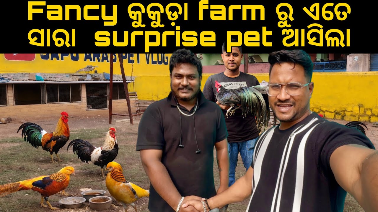 Fancy କୁକୁଡ଼ା farm ରୁ ଏତେ ସାରା  surprise pet asile mini zoo ପାଇଁ 😍