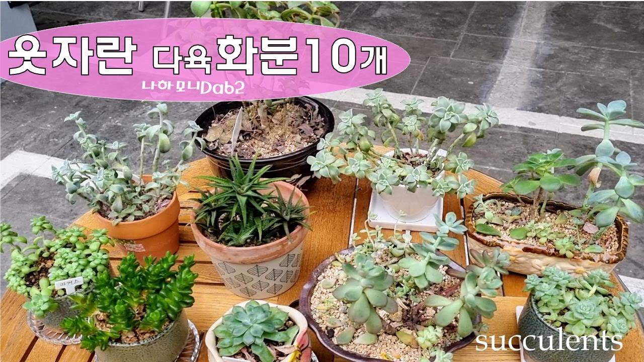 웃자란 다육화분 10개. 웃자란다육이, 웃자란 다육이 예쁘게 키우기, 웃자람, 잎꽂이로 키운 다육이, 다육이예쁘게키우기, succulent, 多肉植物, たにくしょくぶつ.