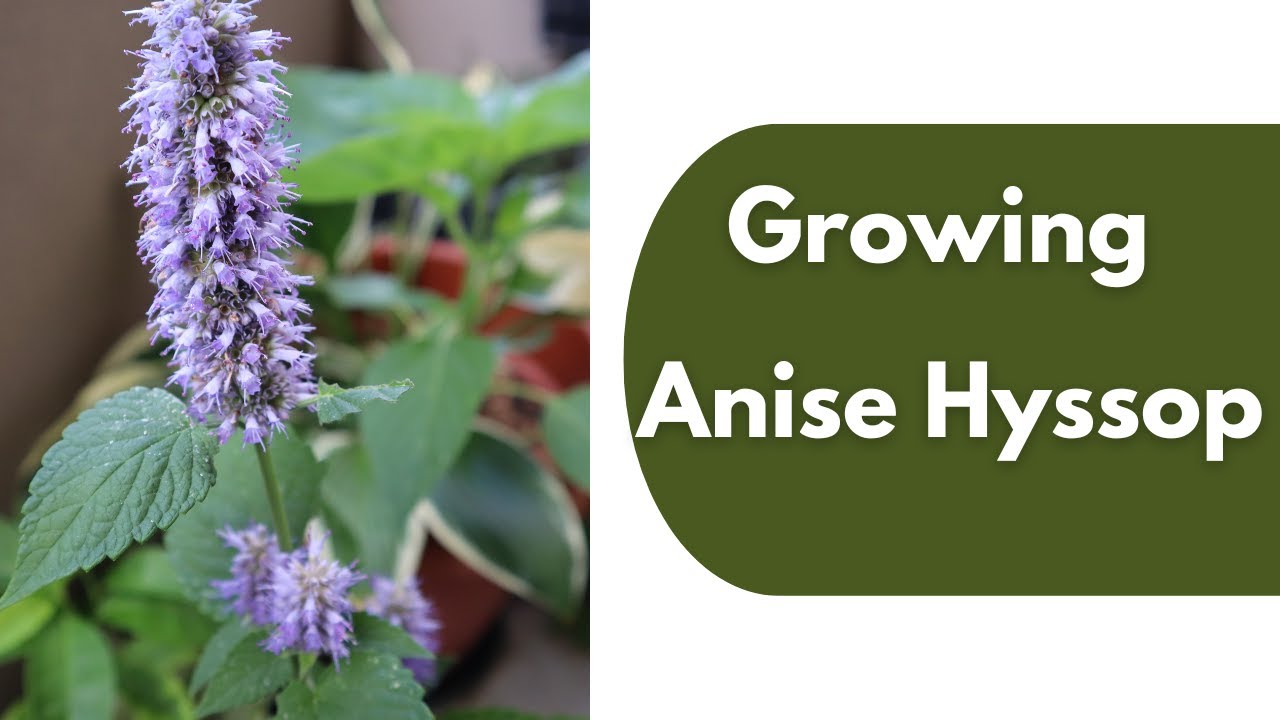 Growing Anise Hyssop