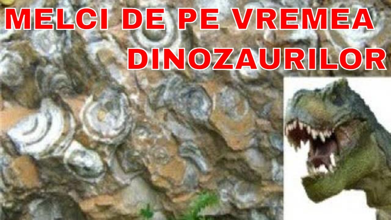 DEALUL CU MELCI  și CASCADA VIDRA, APUSENI