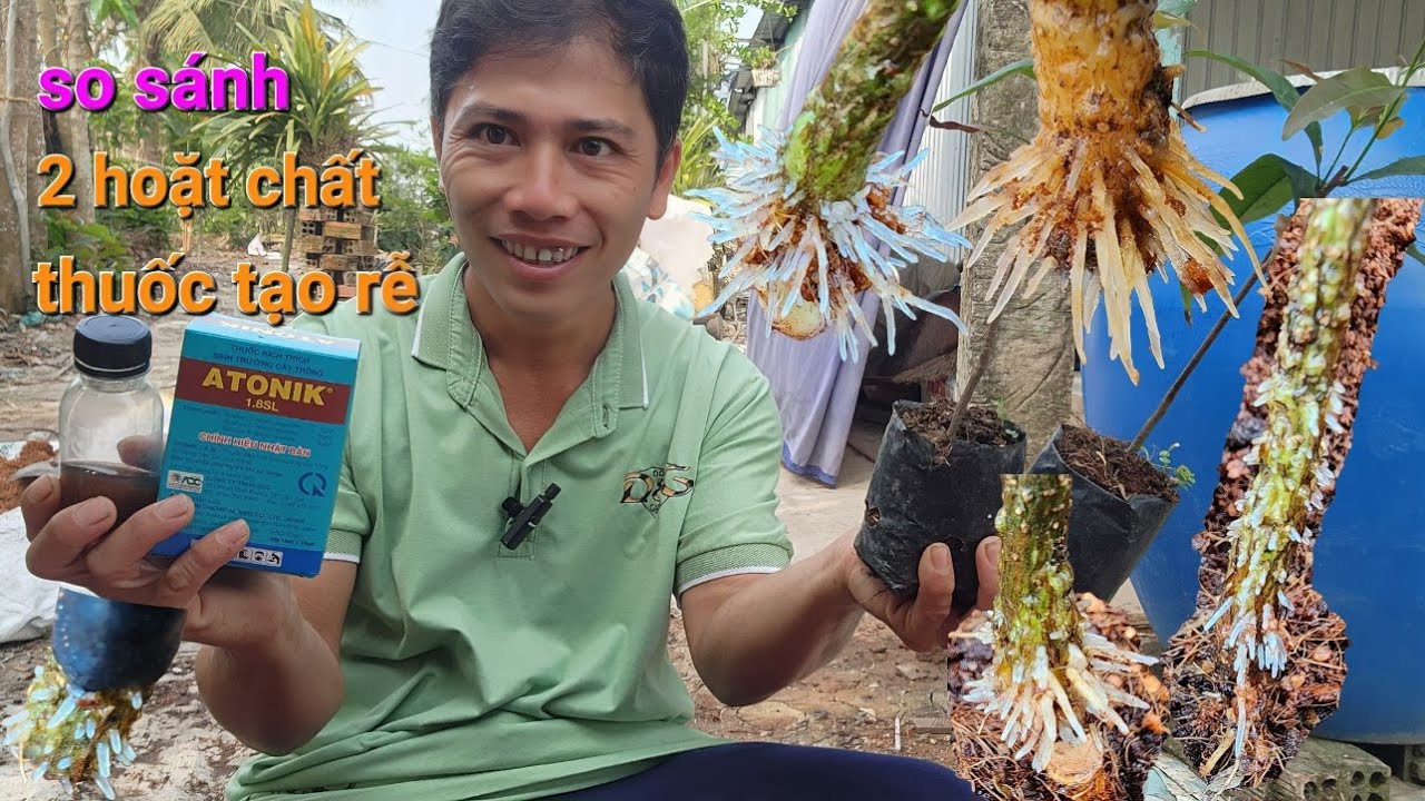 So sánh 2 hoạt chất thuốc xem loại nào kích rễ, tạo rễ nôm tốt hơn sau 12 ngày