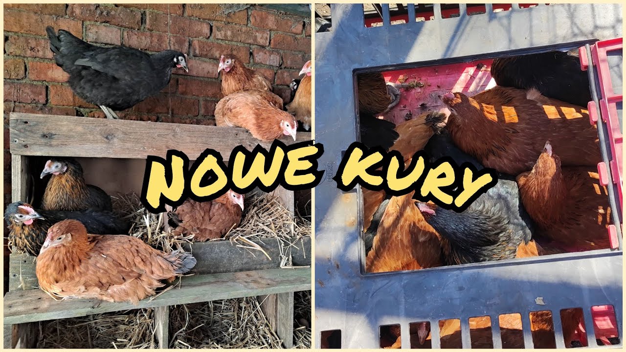 Vlog 58-Nowe kury🐓🐣🥚