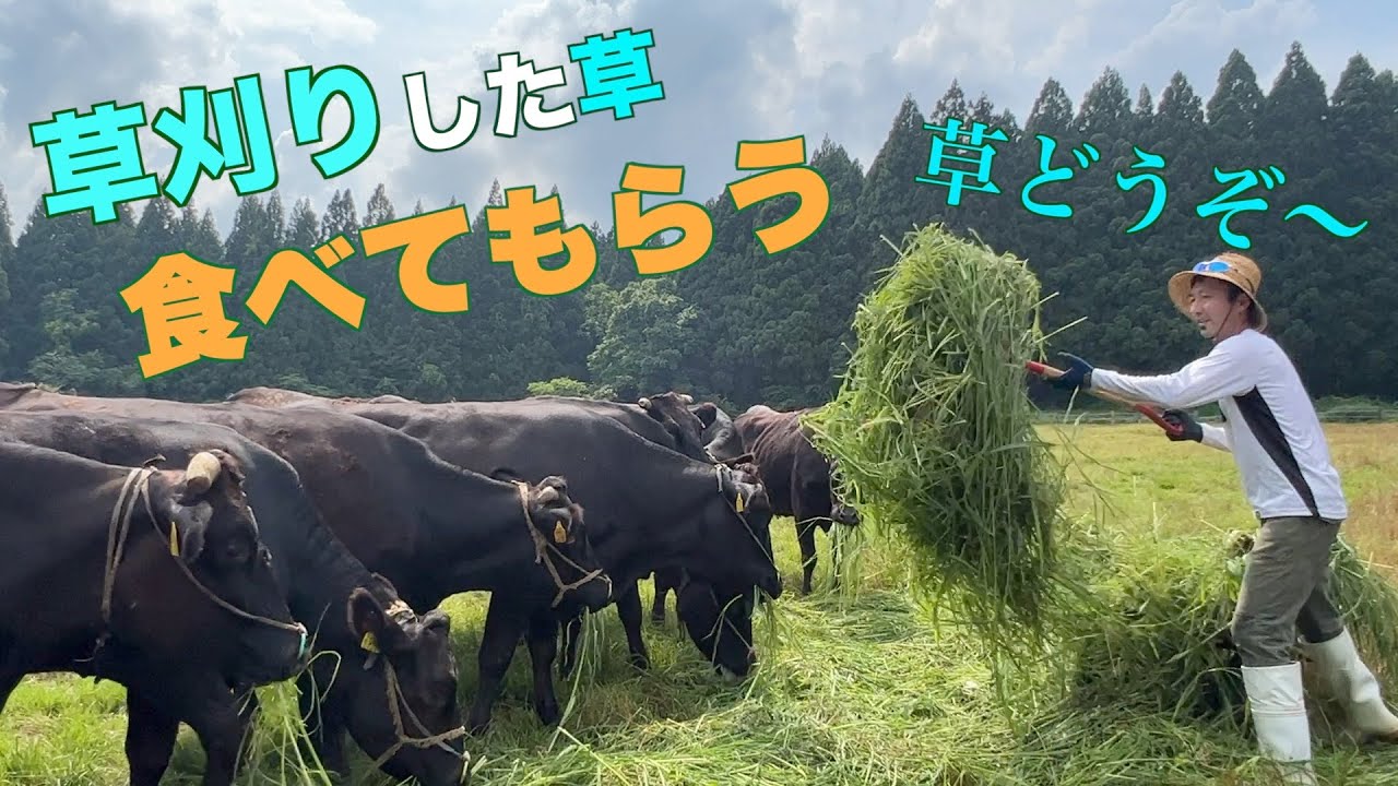 草刈りした後、牛に食べてもらう