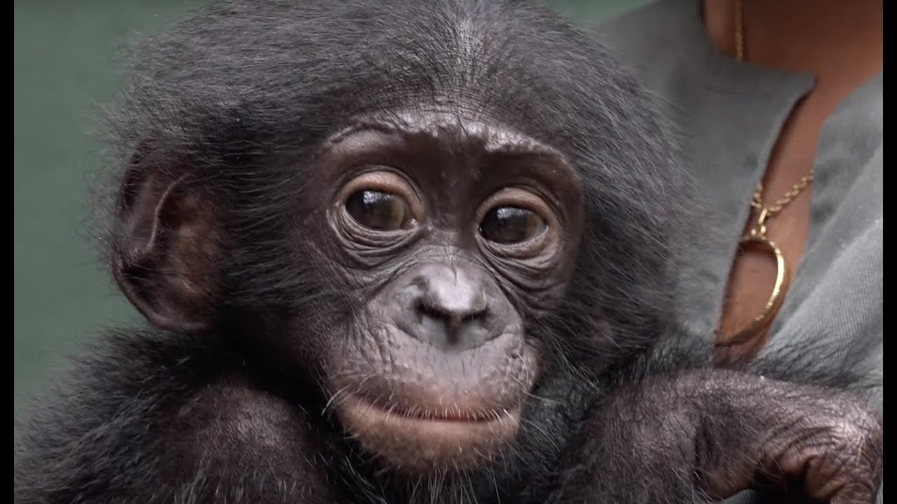 Balangala's Arrival to the Bonobo Rehabilitation Center