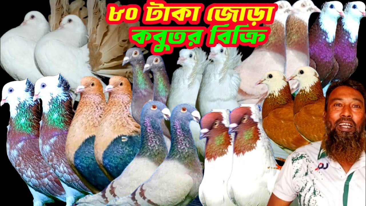 বিশাল অফার মাত্র ৮০ টাকা জোড়া কোয়ালিটি সম্পন্ন আকর্ষণীয় কবুতর কিনুন #কবুতরবিক্রী