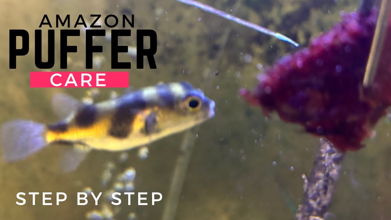 Amazon Puffer Care: Trim Teeth, Stop Glass Surfing, Pick Tank Mates