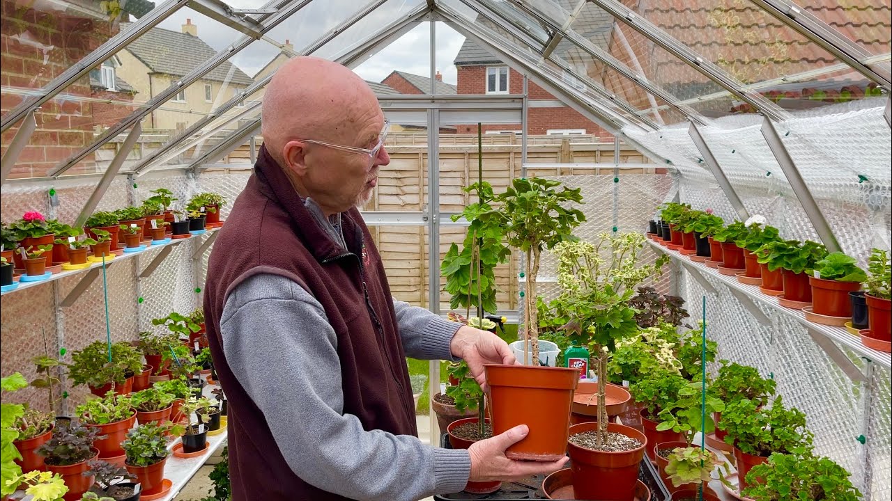 A Look at my Standard Pelargoniums, March 2021.