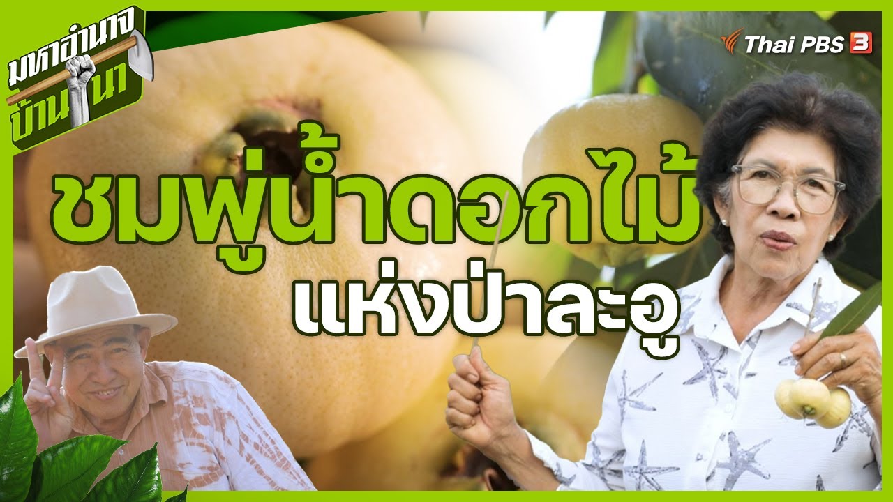 ชมพู่น้ำดอกไม้แห่งป่าละอู หวานกรอบหอมชื่นใจ | มหาอำนาจบ้านนา