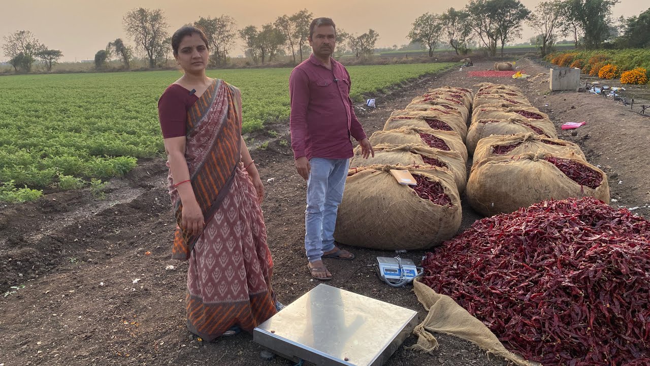 આપણા મરચા ની ખરીદી આપણે જ કરી