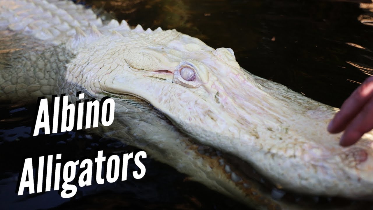 Albino Alligators at Wild Florida