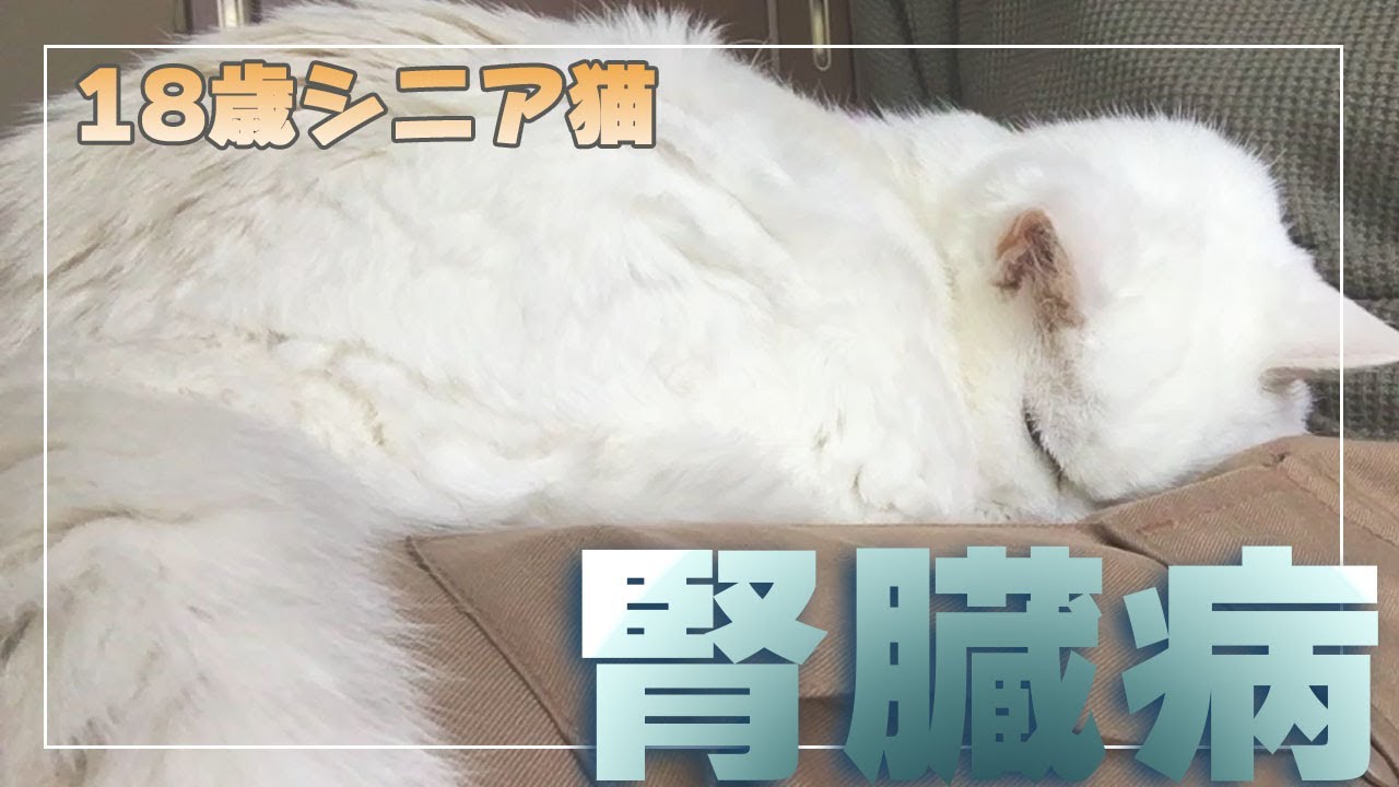 18歳シニア猫　末期腎臓病宣告を受ける