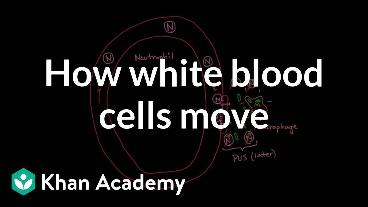 How white blood cells move around | Immune system physiology | NCLEX-RN | Khan Academy