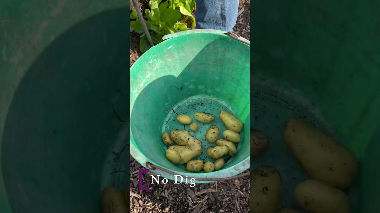 No dig potato harvest compared to dug soil.