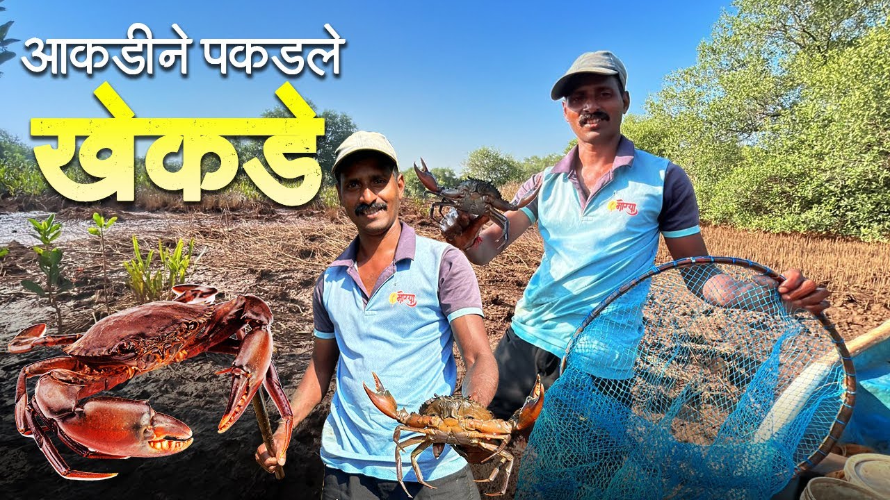 आकडीने पकडले खाडीतले खेकडे | Mud Crab Catching | चिखलातले खेकडे @srushtisvlogs
