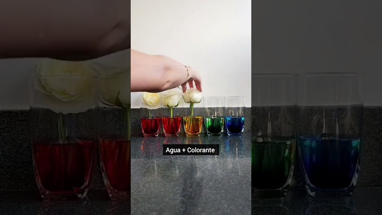Flores que cambian de color #experimentos #experimentosfaciles #flores #wow