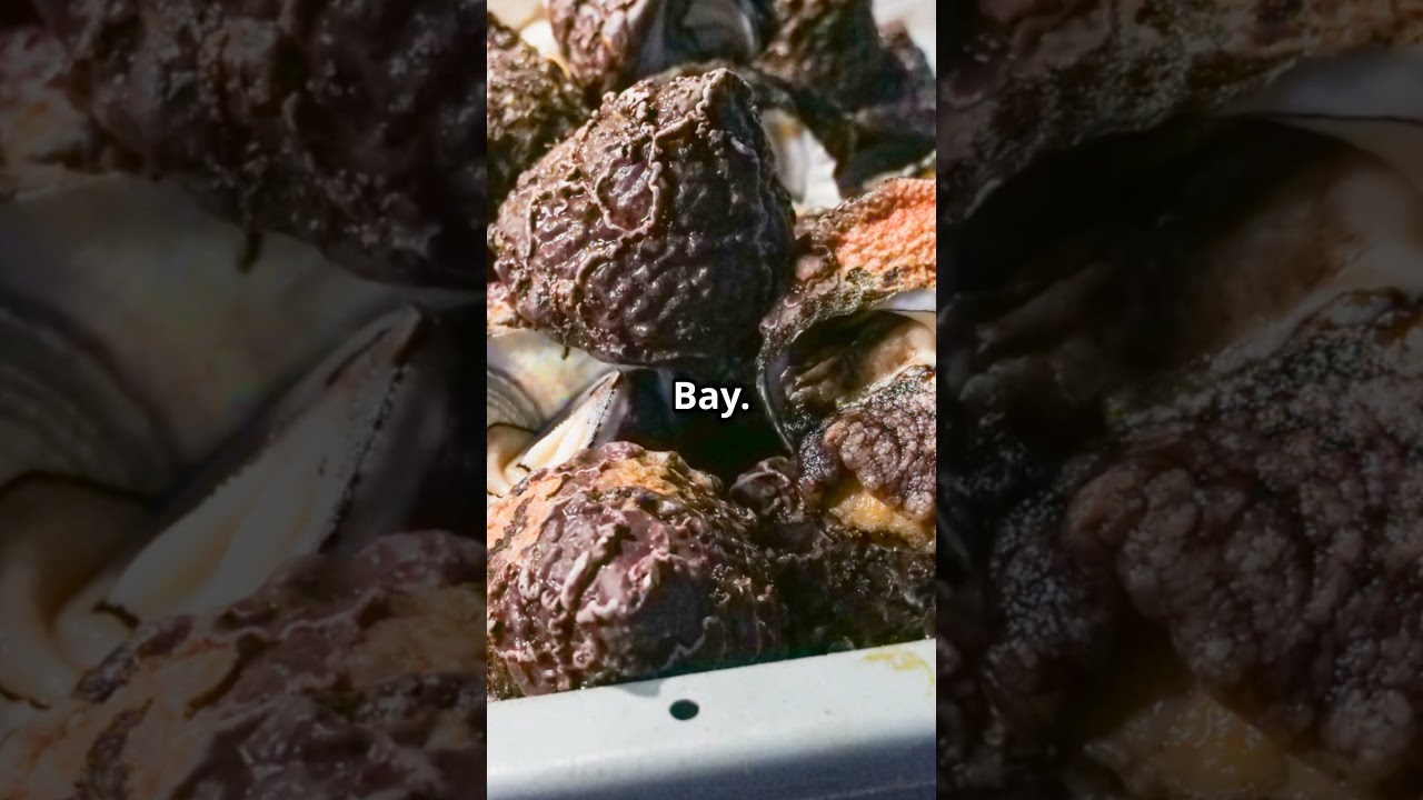 PEI's Oyster Crisis  MSX Outbreak in Bedeque Bay