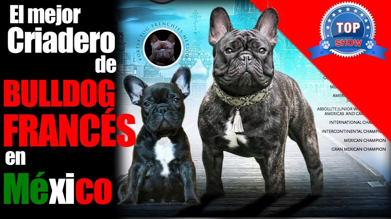 BULLDOG FRANCÉS