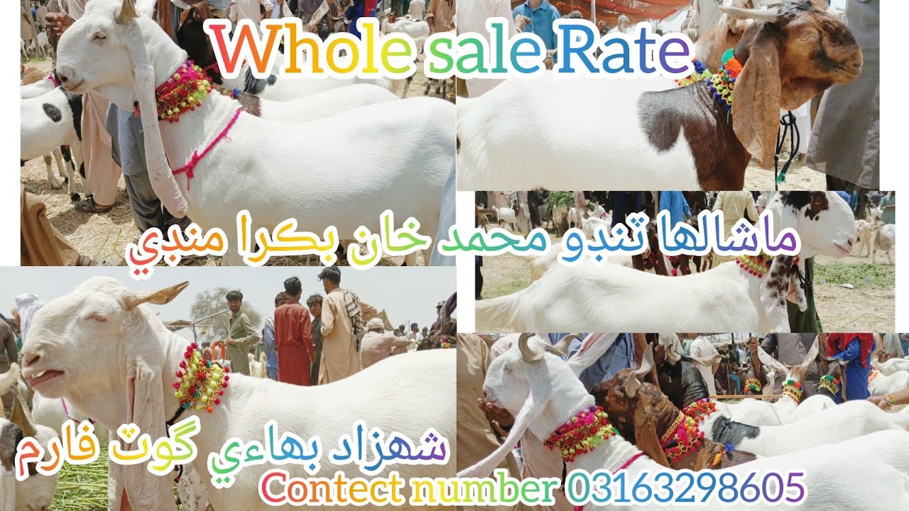 Mashallah Tando Muhammad Khan bakra mandi Update.  Whole sale Rate  Contect number 03163298605