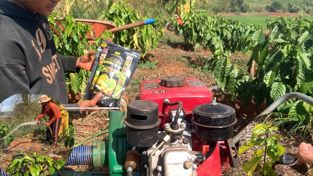 TƯỚI ĐỢT 4 BỎ HUMIC CHO CÀ PHÊ CON/ NÔNG DÂN TÂY NGUYÊN