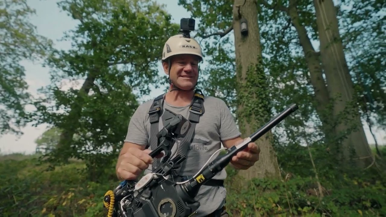 Bat detecting! Heading up a tree to film roosting bats