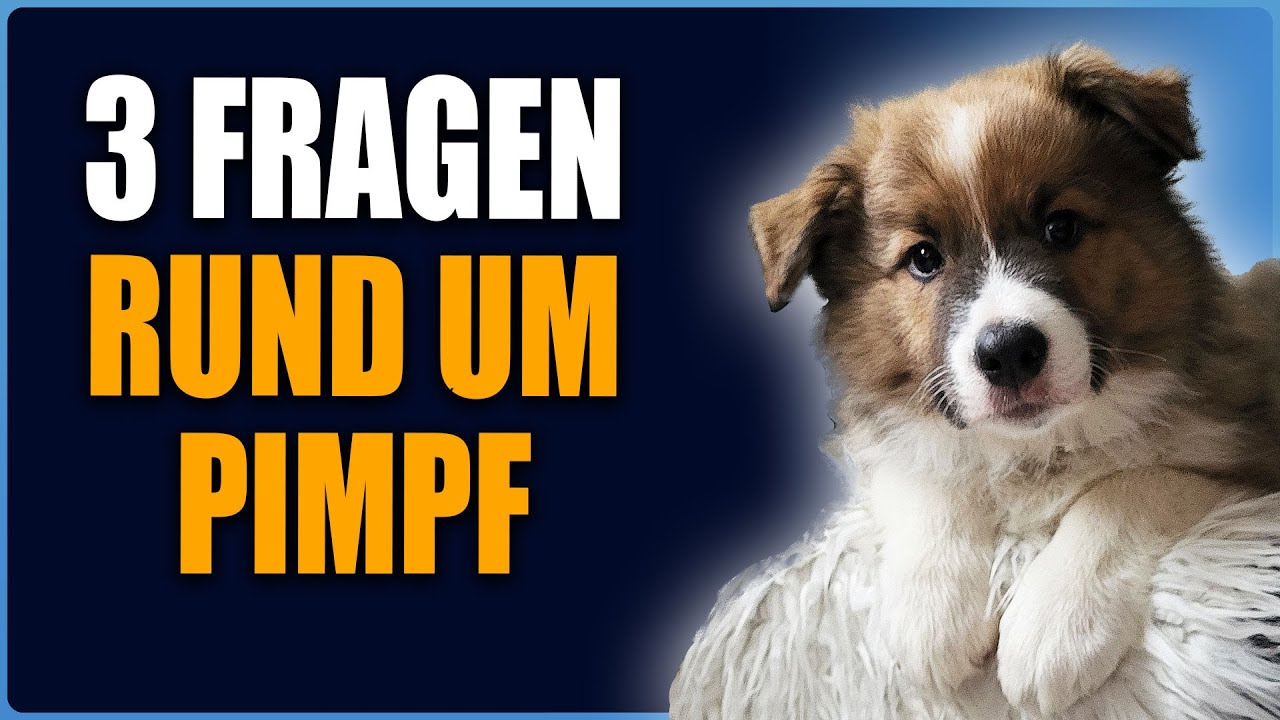 Unsere Wahl, Milans Begeisterung und Futterprobleme - Welpentagebuch Tag 11