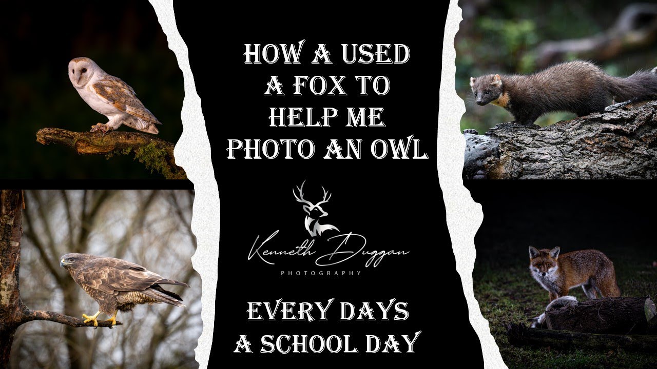How I used a fox to photography an owl. #nikon_z6ⅱ #wildlifephotography #naturephotography