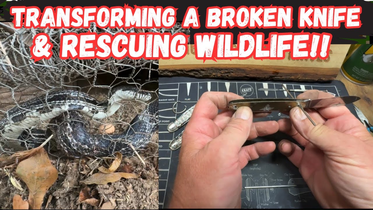 Transforming a Broken Knife & Rescuing Wildlife!!