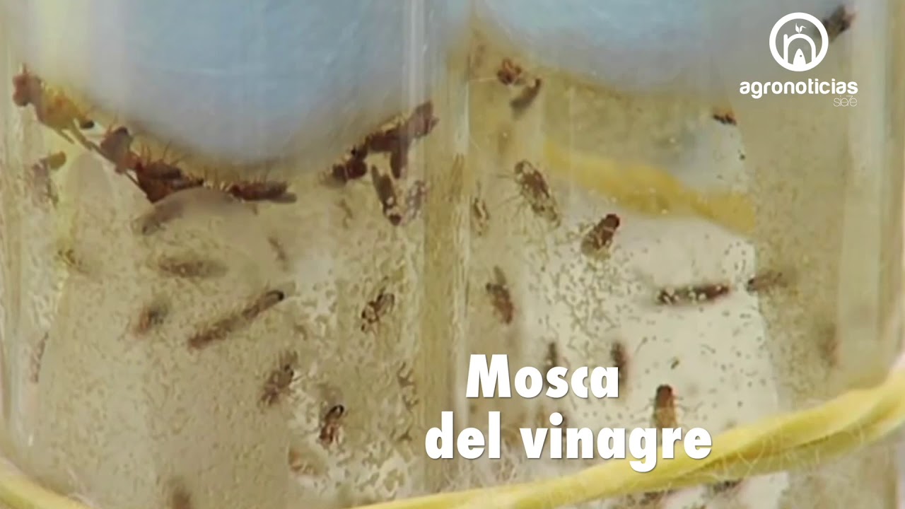 MÉXICO POTENCIA CONTROL BIOLOGICO DE PLAGAS