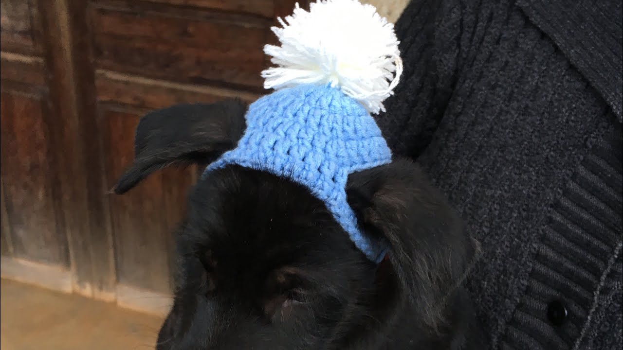 Cách móc mũ len cho cún cưng| Crochet pet hat| Cỏ crochet