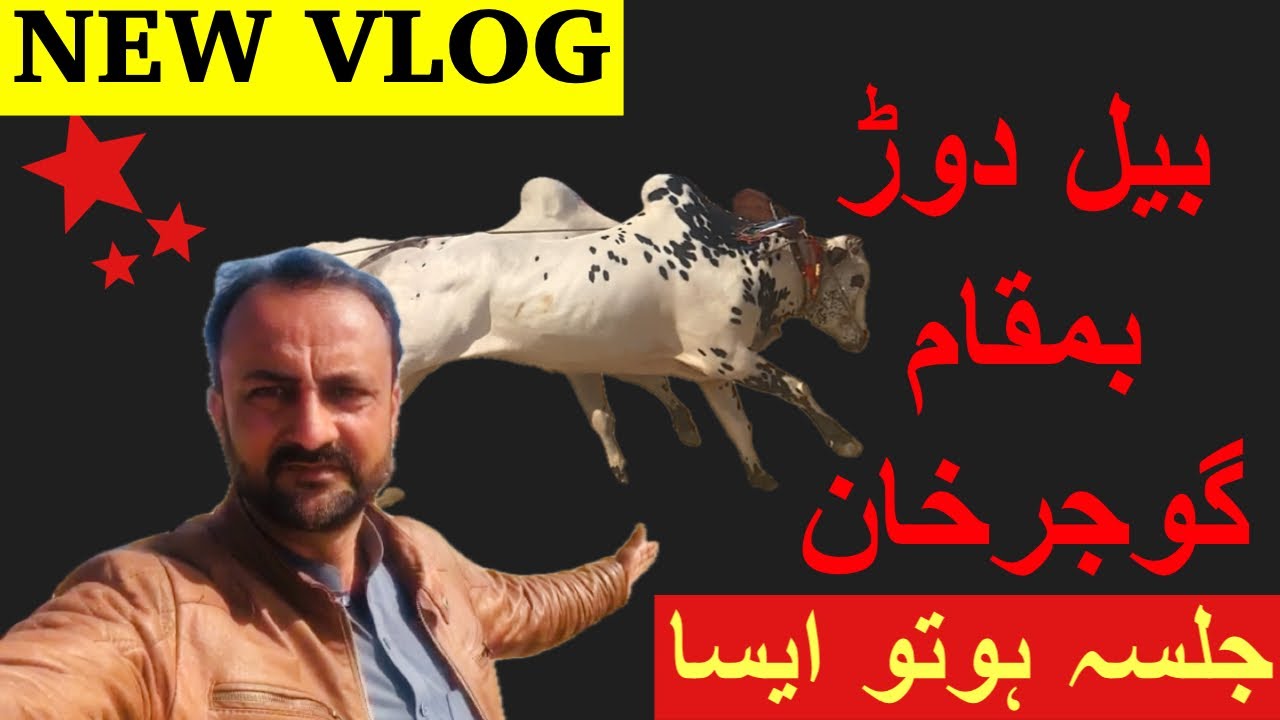 Bull Race||بیل دوڑ||Gujar khan Bull Race vlog