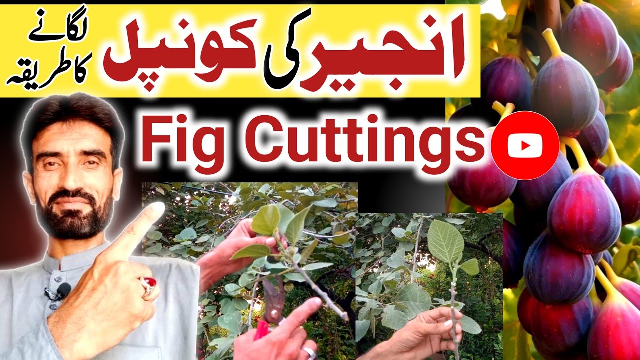 How To Grow Fig Plant At Home From Stem/Konpal🌰 // How To Plant Fig Pens // Ahmad Nursery