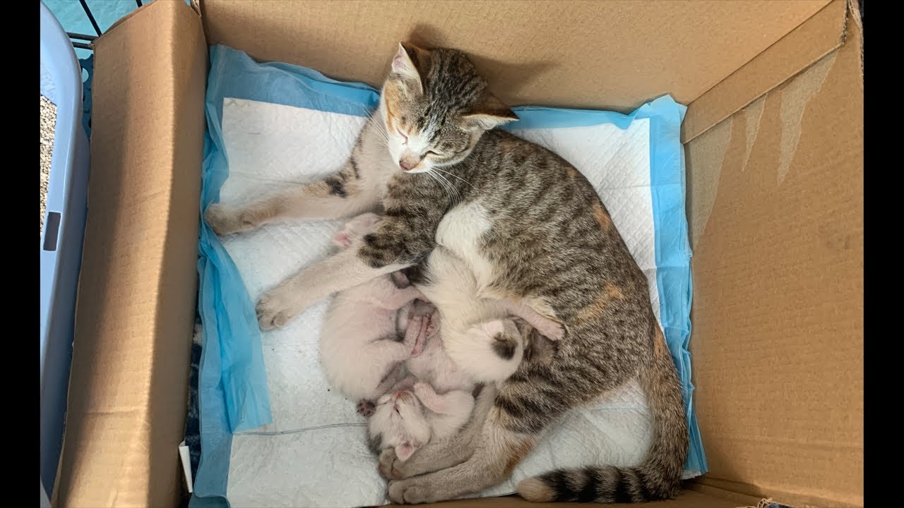 kittens and relax sound
