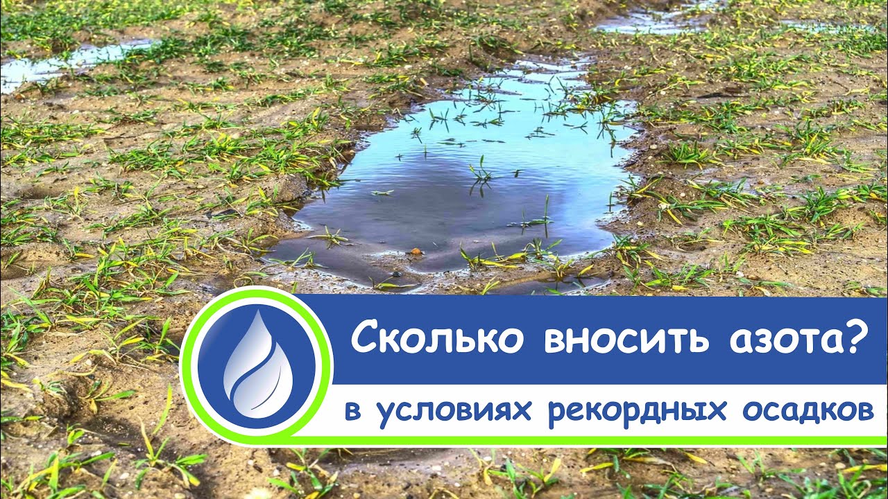 Сколько вносить азота под озимые в условиях рекордных осадков?