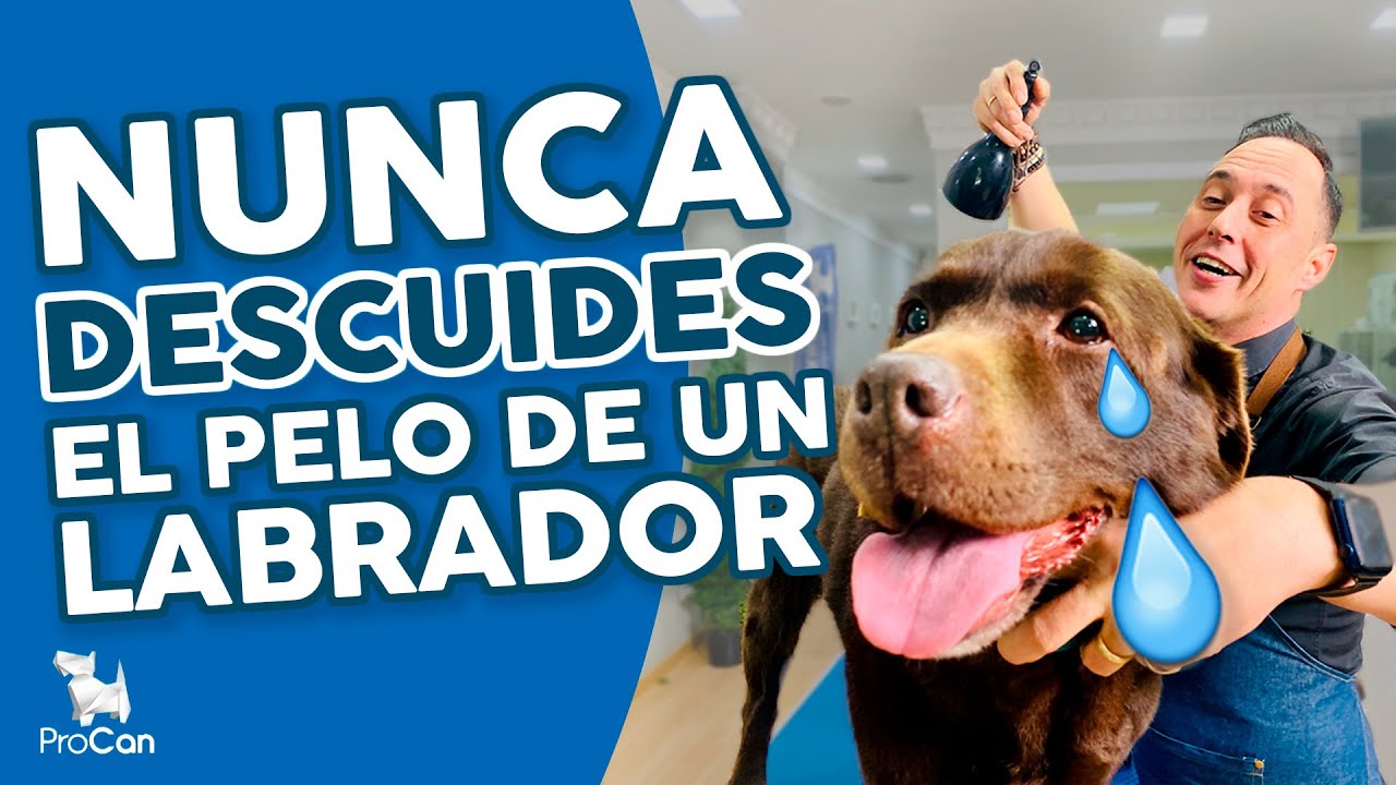CUIDADOS BÁSICOS del pelo de un Labrador Cómo cortar y cepillar 😍🐶  | Curso de Peluquería Canina