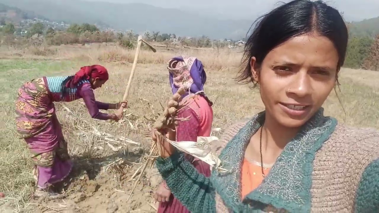 आज हमें अम्मा की खेतों से हल्दी निकाल  #phadi #phadilifestyle ##ytshorts