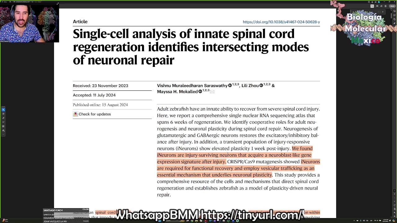 Analizando la regeneración de la médula osea