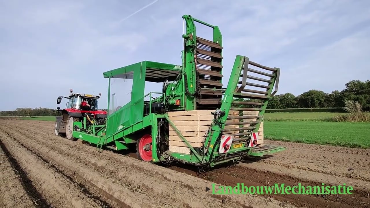 Zoete aardappelen rooien met tweerijige Basrijs-rooier