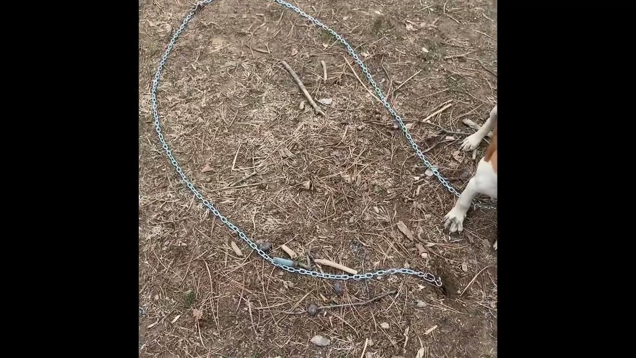 Making a dog chain that will never tangle. 7 swivels!!!!