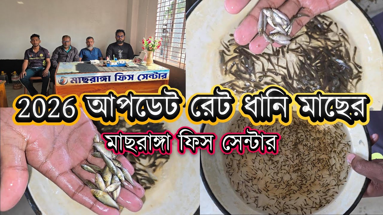 2026 আপডেট রেট ধানি মাছের।ভিন্ন ভিন্ন ধানি পোনার রেট যেনে নিন হ্যাচারি থেকে