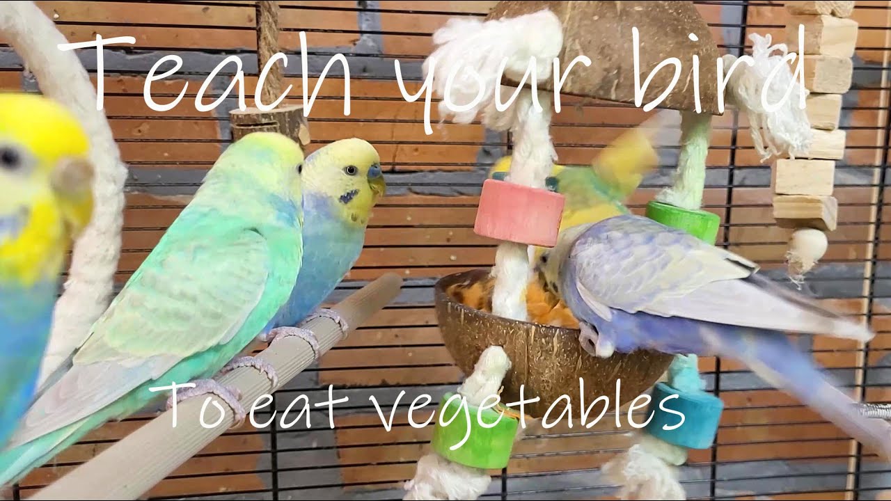 You want to teach your bird to eat vegetables?  Happy budgie sounds and their example will help you