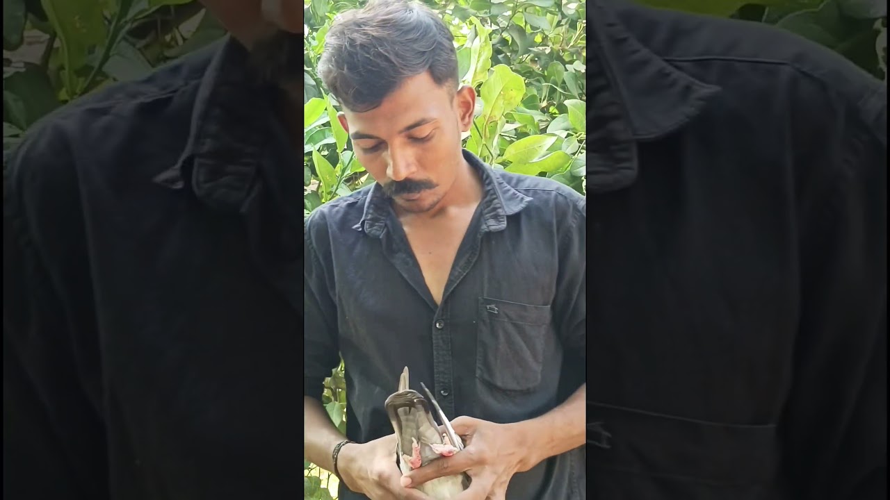 #TOP PIGEON #pigeon race # speed pigeon# single eyes race pigeon #kabootar #1000 km flown Chick #top