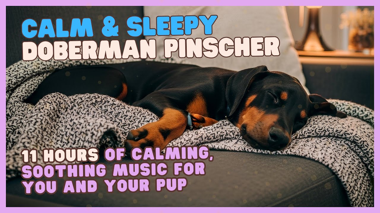 🐶 ☁️ 😌 Gentle Sounds for Calm, Stress & Anxiety Relief for Doberman Pinschers, &  Humans too
