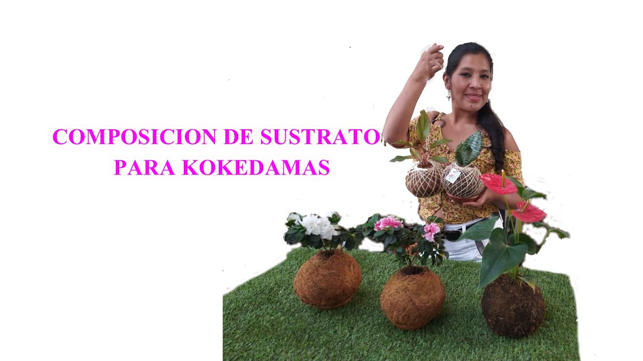 Composición de sustrato para Kokedama! y tejido final .Excelente opción par a iniciar tu negocio.