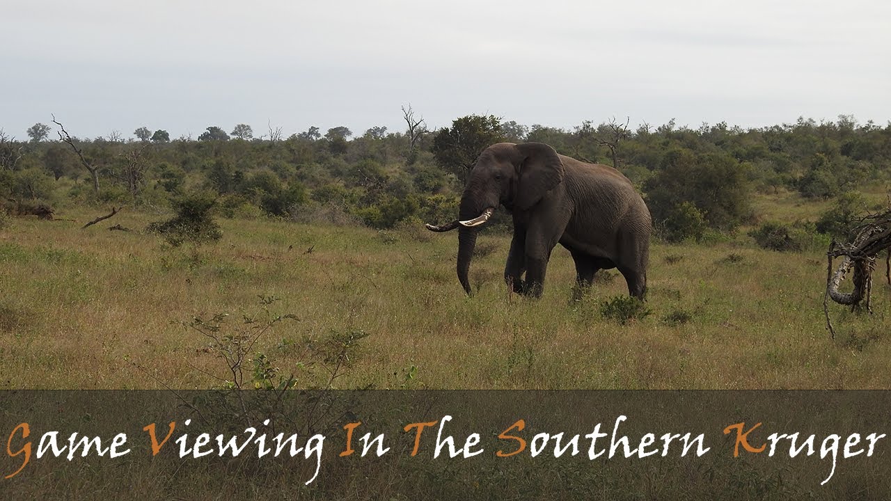 Game Watching From Malelane To Crocodile Bridge - Via Skukuza & Lower Sabie | Stories Of The Kruger