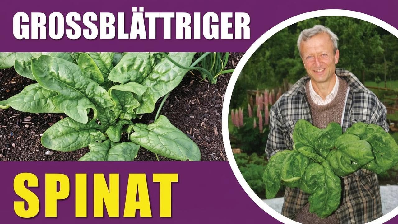 Spinat anbauen leicht gemacht: Sorten, beste Aussaatzeiten & No-Dig-Methode