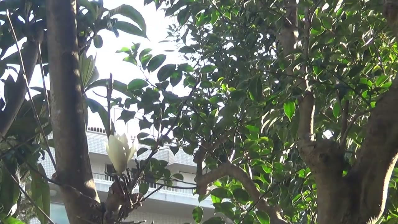 Beautiful Afternoon: Blue Sky; Clisp Air, in Musashino, Tokyo: 16:26 2026/3/14