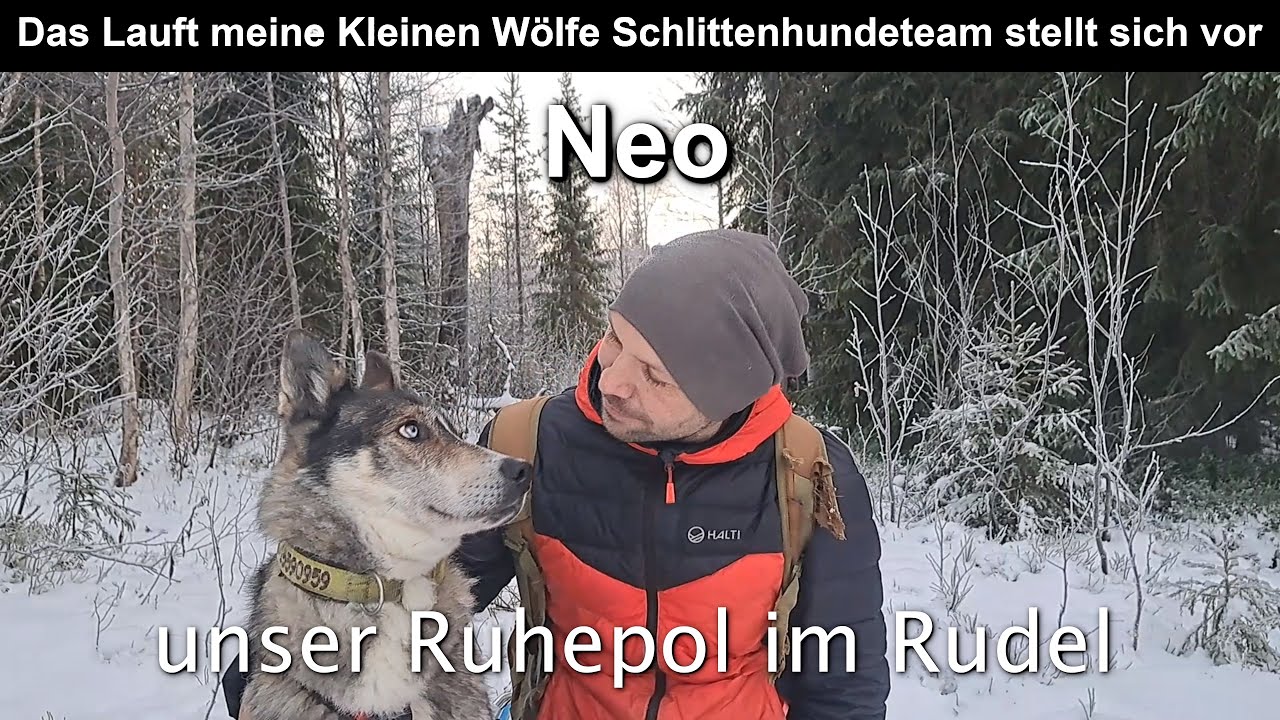 Neo - Unser Ruhepol im Rudel /Das Lauft meine Kleinen Wölfe Schlittenhundeteam