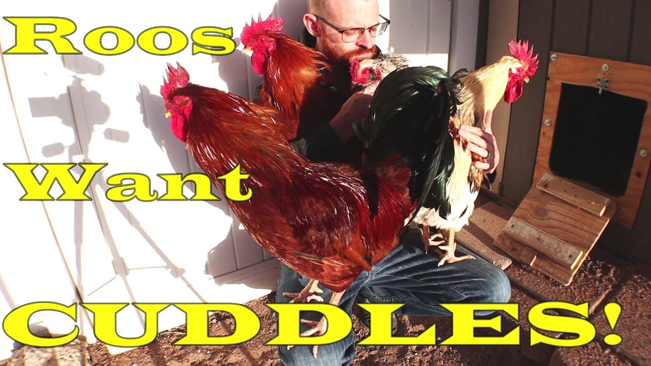 Morning Lap Cuddles Are Roosters' Favorite Thing! (Re-upload from April 2022)