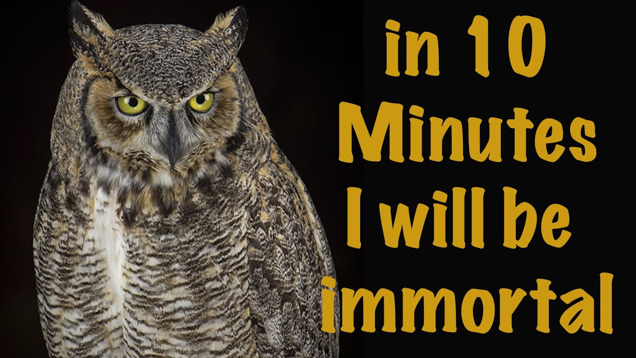 Owl Taxidermy in 10 Minutes. Sit back and watch it come to life. Time lapse fun.