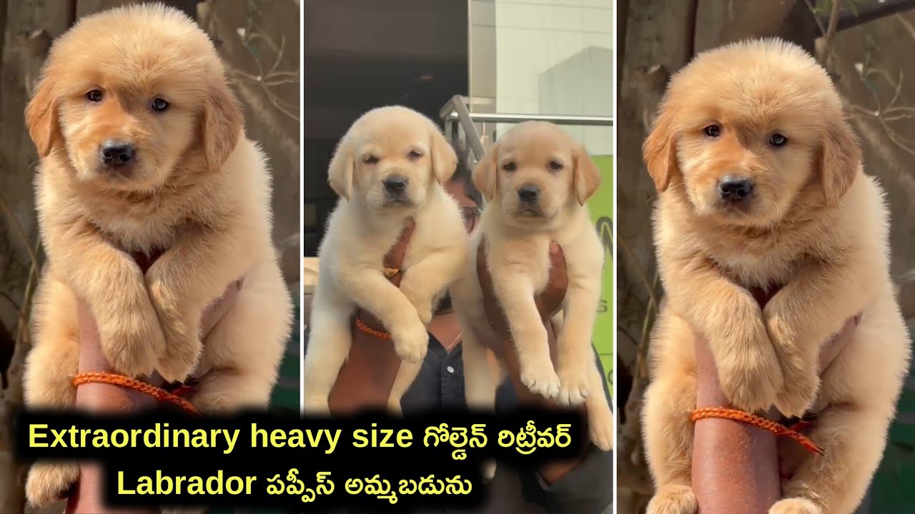 Golden Retriever ,Labrador puppies for sale in telugu/7680904157 /aj pets